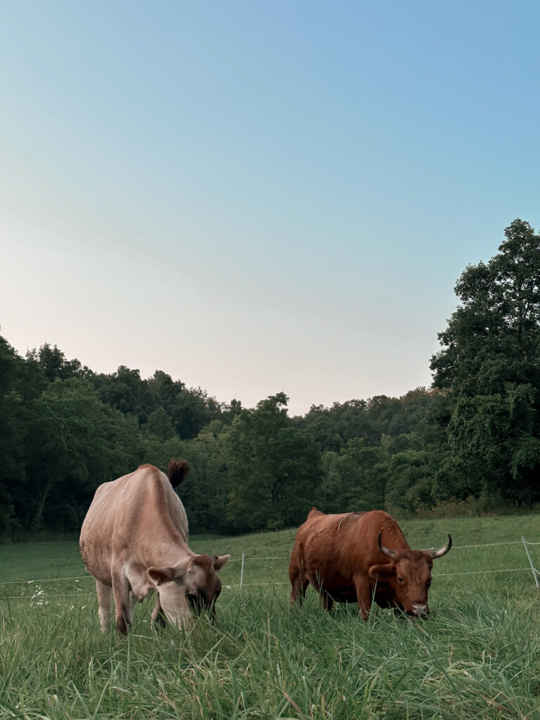 cows on fresh pasture after homesteading chores move them daily