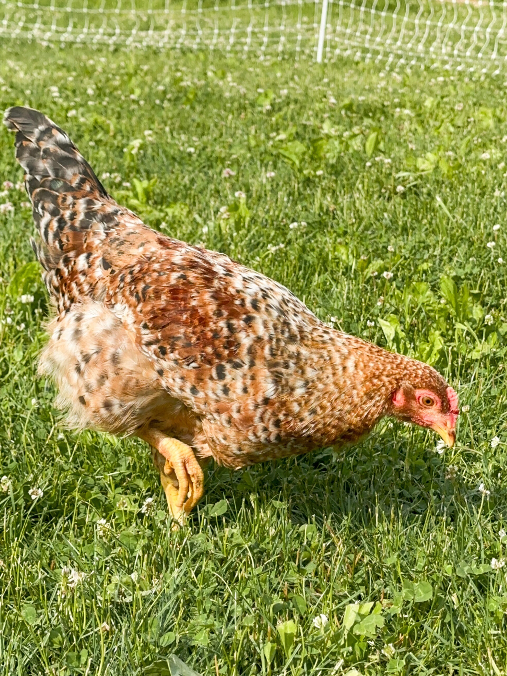 homestead layer chicken eating grass