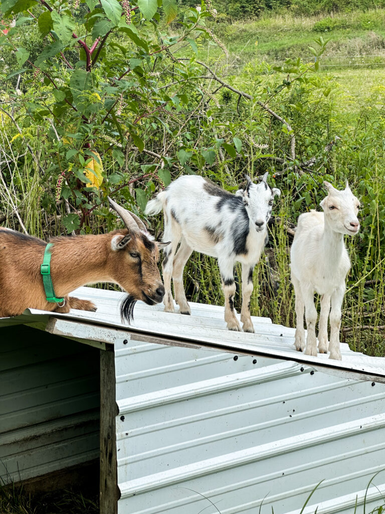 goats on a homestead standing on a shelter roof