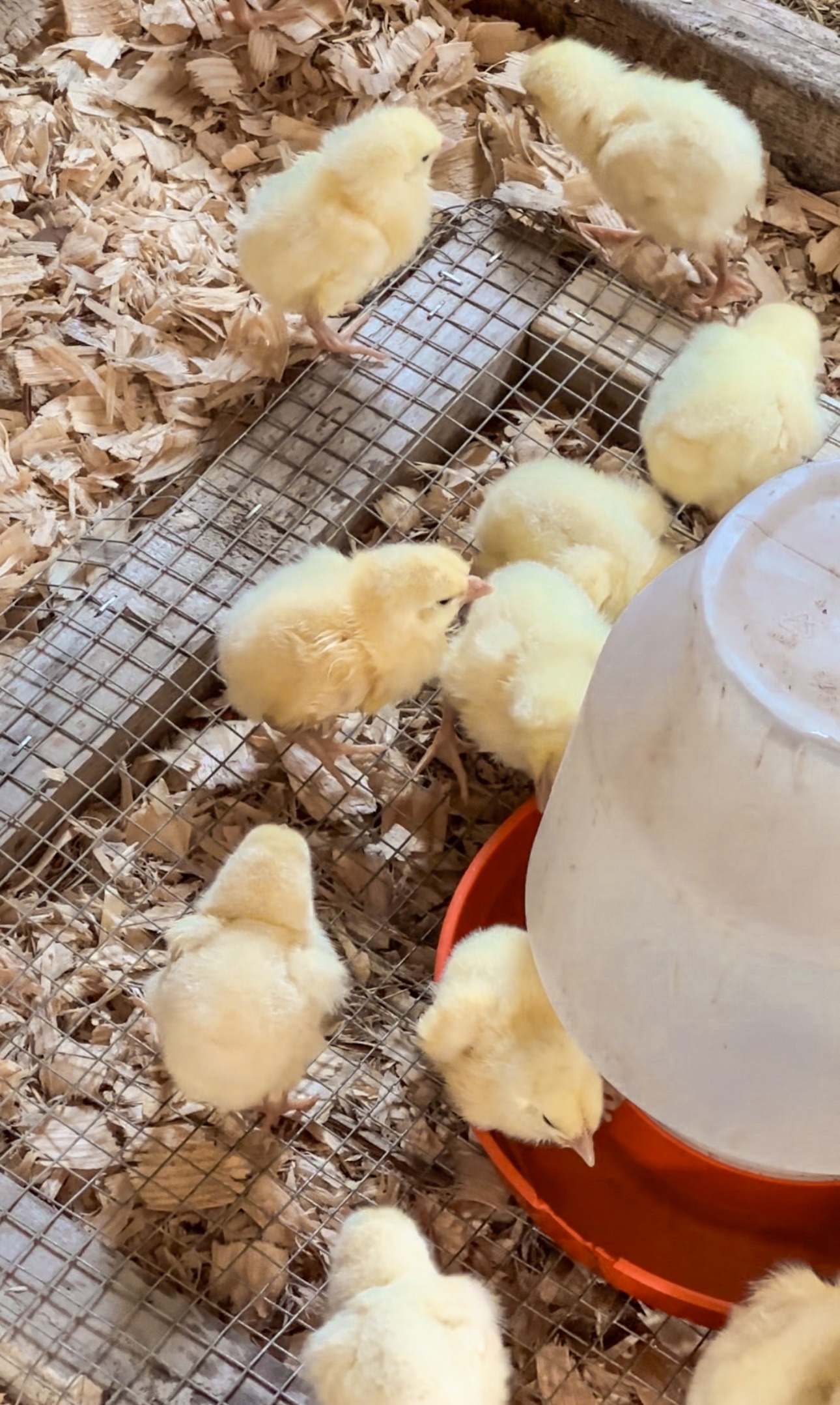 How to Raise a Year's Worth of Meat Chickens