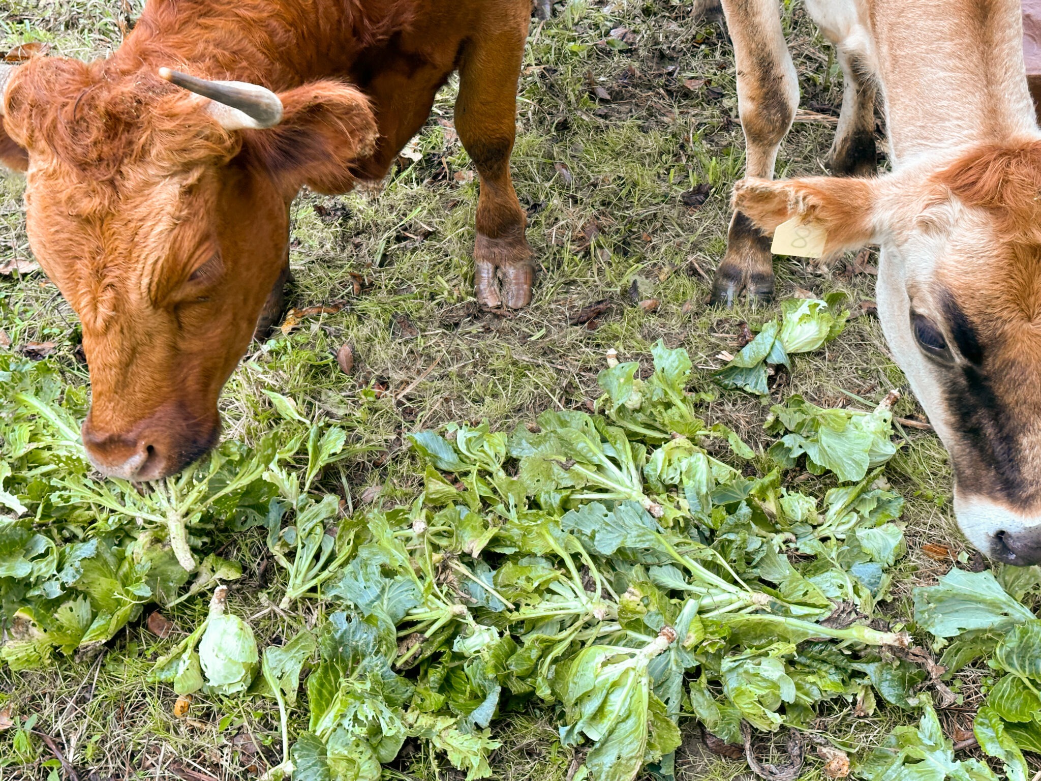 Fall Homestead Checklist: Preparing for Winter - At Home on the Homestead