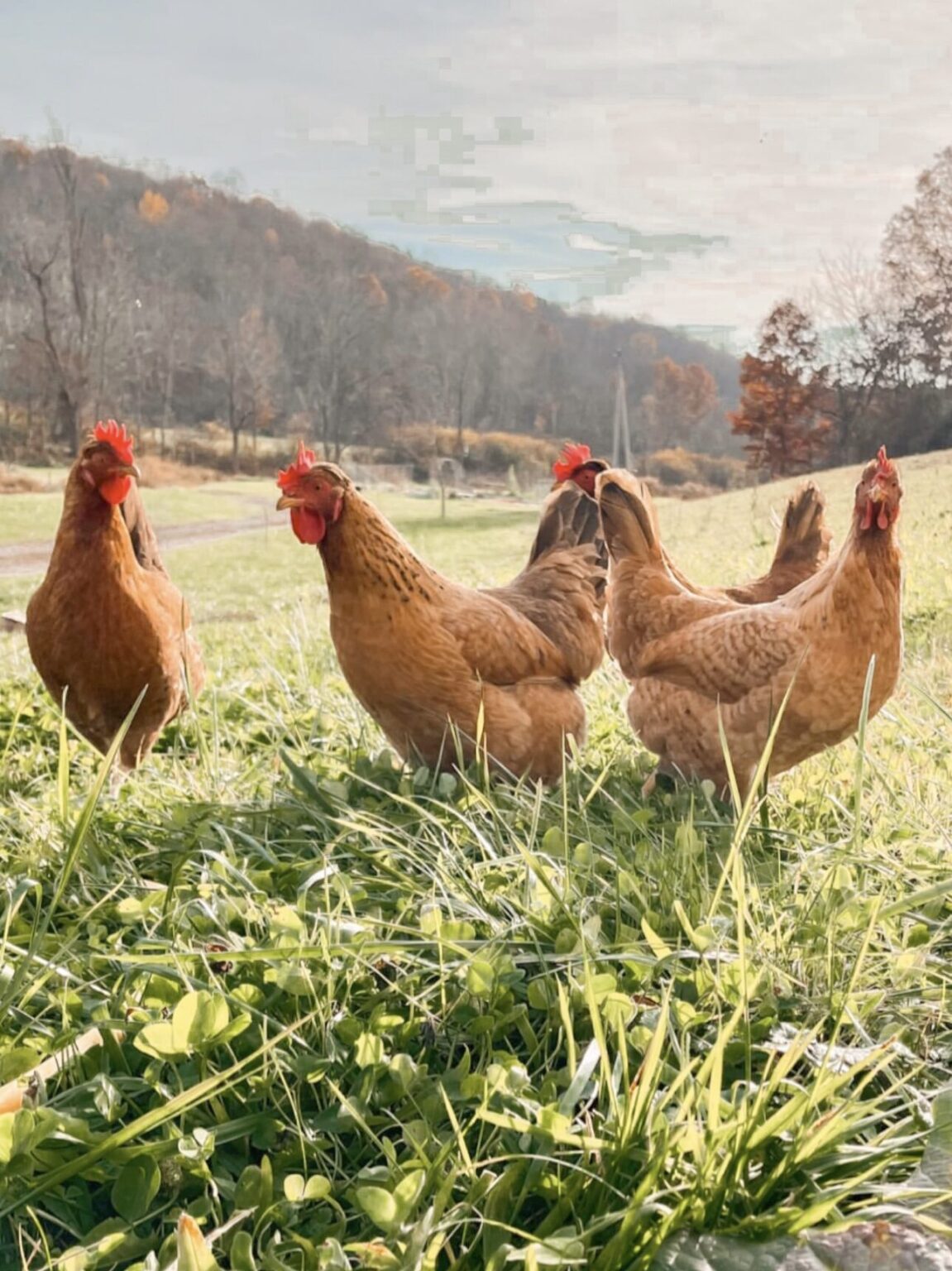 Fall Homestead Checklist: Preparing for Winter - At Home on the Homestead