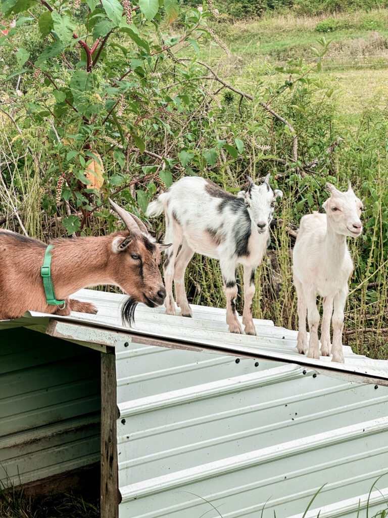 3 goats sitting on the top of their shelter safely inside thier pasture. 