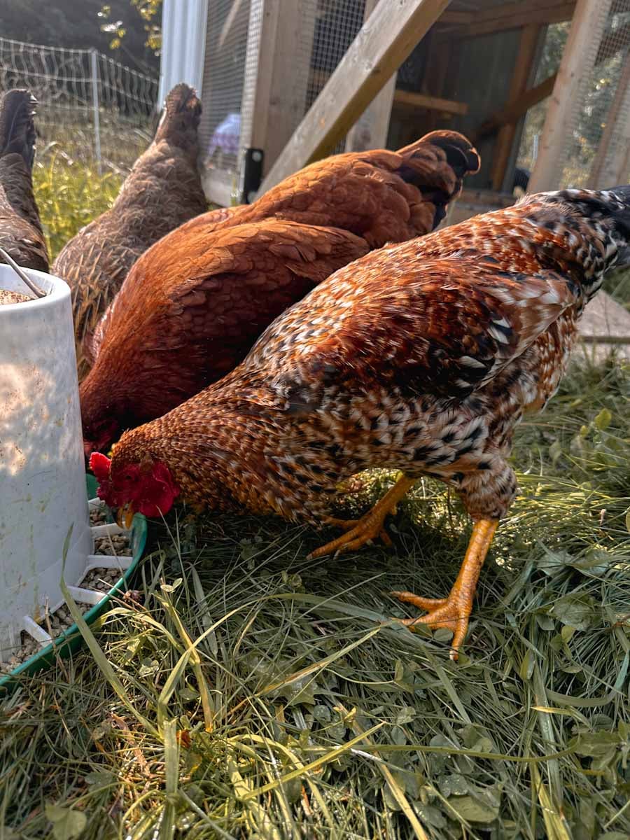 Image showcasing Raising Chickens on Pasture for the BEST Eggs and Meat - At Home on the ...